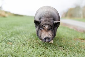 A pig at The Barn on Hubbard