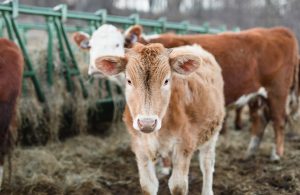 Wallenpaupack Creek Farm 